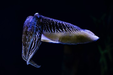 Obraz na płótnie Canvas Left Side View of a Cuttlefish