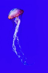 Jellyfish 