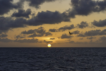Pelican flying over the ocean at sunset