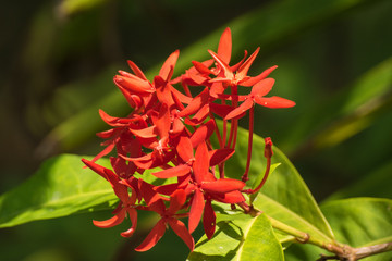 Rote Ixora, Malteserkreuzblume