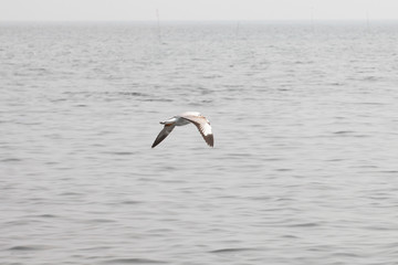 Seagulls flying over the sea