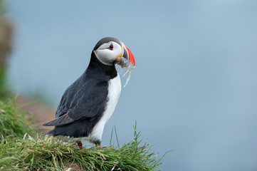 Puffin with fish in mouth
