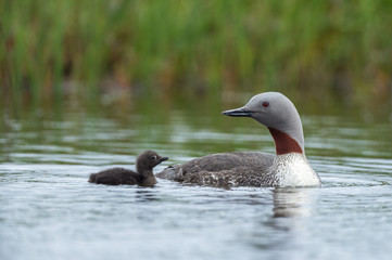 red-throated diver with young - 132441563
