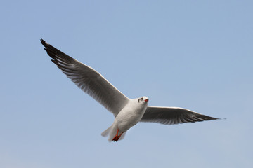 Seagulls flying among blue sky