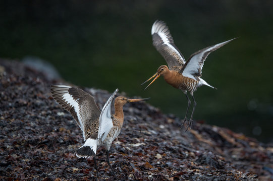 Two Black-tailed godwit fighting