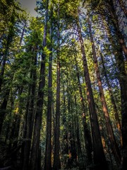 Obraz premium Muir Woods 