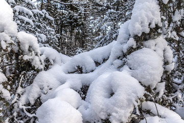 Frischer Schnee bedeckt das Unterholz im Wald