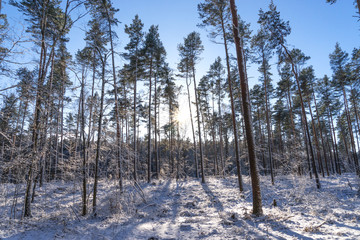 Rays of the sun fall on the branches of tree. Forest in the sun rays in winter season