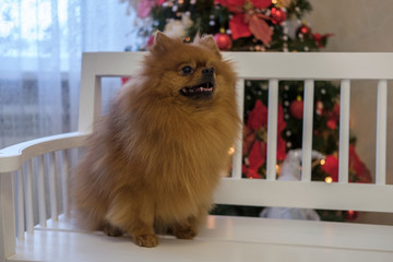 Dog portrait Pomeranian red color of the house in Christmas decorations