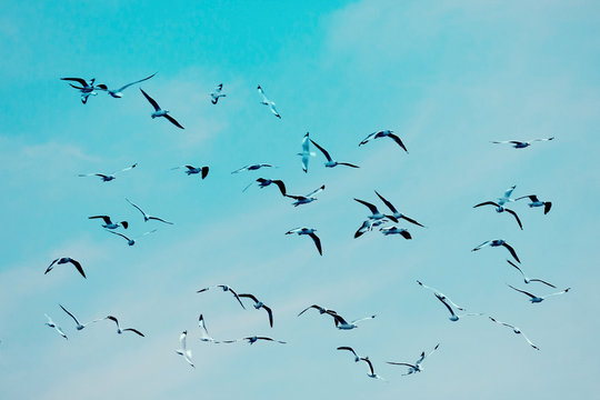 Many seagull flying among on the sky - vintage style