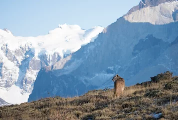 Rolgordijnen Poema in Patagonië © Annamaria
