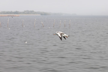 Seagulls flying over the sea