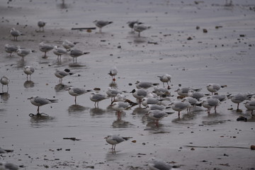 Seagulls at the Albula mouth of river, San Benedetto del Tronto, Italy