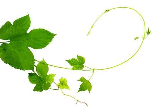 Young shoots and leaves of hops. Isolation. Close-up.