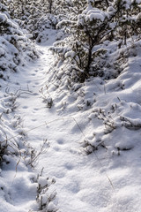 Neuschnee liegt auf dem Pfad im Wald