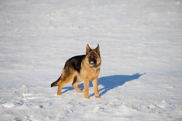 German Shepherds in the snow