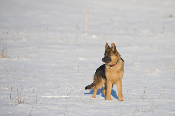German Shepherds in the snow