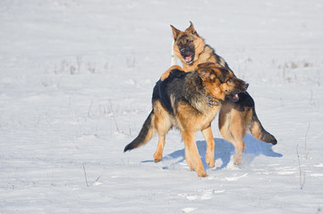 German Shepherds in the snow