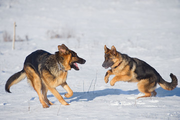 German Shepherds in the snow