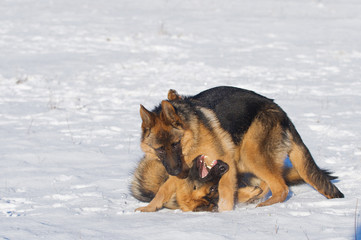 German Shepherds in the snow