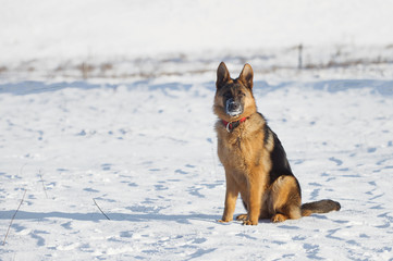 German Shepherds in the snow