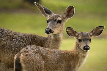 Wildlife