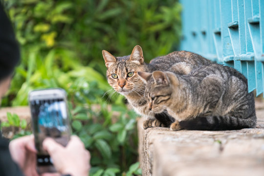 Woman takes pictures of cats on the phone in the park
