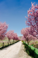 Beautiful spring flowers