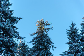 Winter