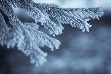 Close up image of some frozen pine branches. 