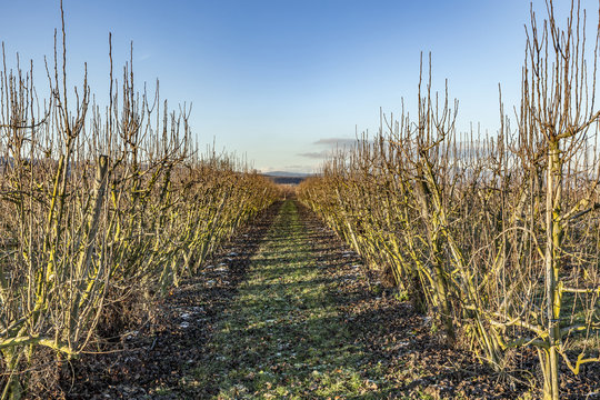 apple trees in winter at the field