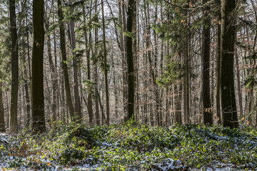 Lovely frozen path. Winter countryside. Snow forest. Lovely wood