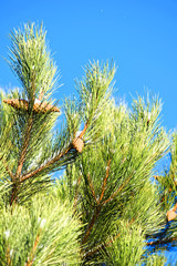 Naklejka premium Winter tree decorated with pine cones, like toys against the clear blue winter sky.