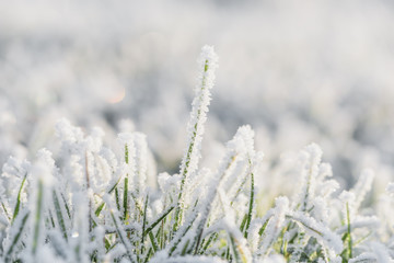 Fototapeta premium Frozen morning grass 