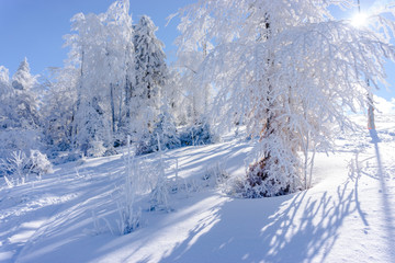 Fototapeta na wymiar Amazing winter