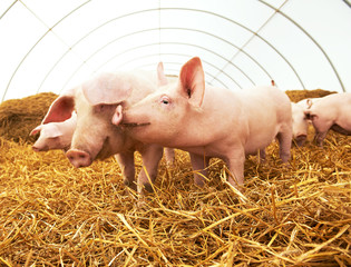young piglet on hay at pig farm © Kadmy