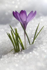 Naklejka na ściany i meble Крокус фиолетовый растет на снегу, весенний цветок.