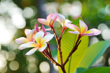 Frangipani flowers