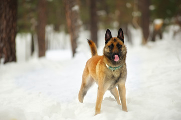 shepherd ctand in the forest in the snow and looking straight in the eyes
