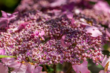 Purple Hydrangea flower (Hydrangea macrophylla) in a garden