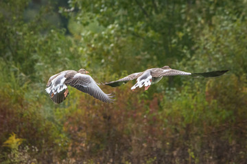 Abflug der Graugänse © jazzlight