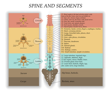 Human Spine in front, diagram with the name and description of all sections of the vertebrae and segments. Vector illustration.