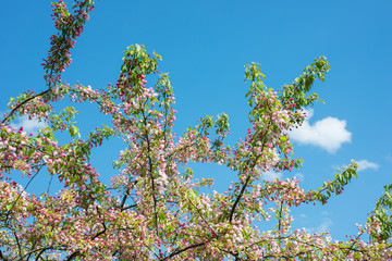 Flowering trees in spring