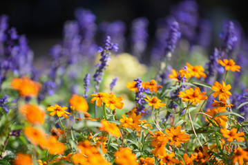 orange cosmos flower in the garden