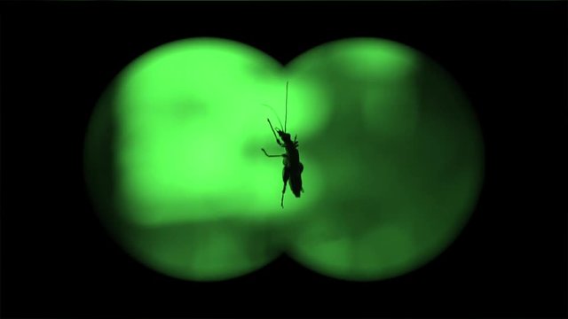 Bug on the window with night vision effect