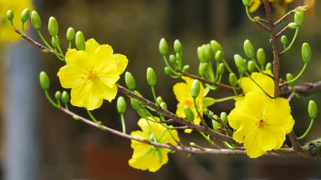 Hoa Mai tree (Ochna Integerrima) flower, traditional lunar new year in Vietnam