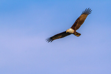 Brahminy kite in Arugam bay lagoon, Sri Lanka