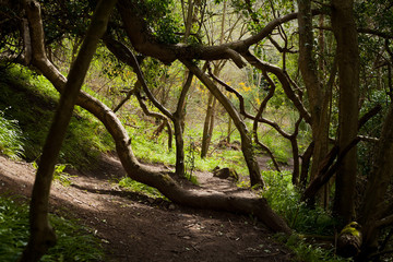 Scottish spring walks -  Rosslyn Glen