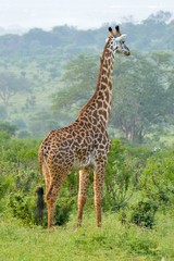 Giraffe in the savanna
