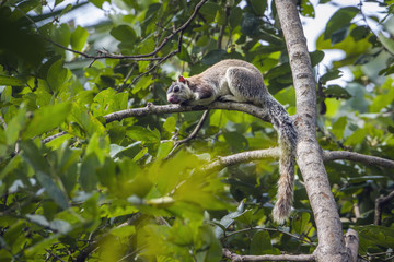 Obraz premium grizzled giant squirrel in Mynneriya national park,Sri Lanka